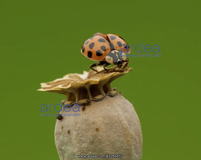 : Harlequin Ladybird - crawling on Poppy seed head : Harlequin Ladybird - crawling on Poppy seed head