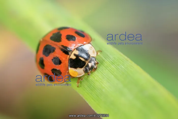 : Harlequin Ladybird with defensive secretion - Norfolk : Harlequin Ladybird with defensive secretion - Norfolk