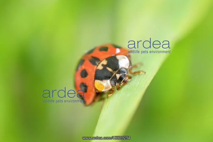 : Harlequin Ladybird with defensive secretion - Norfolk : Harlequin Ladybird with defensive secretion - Norfolk