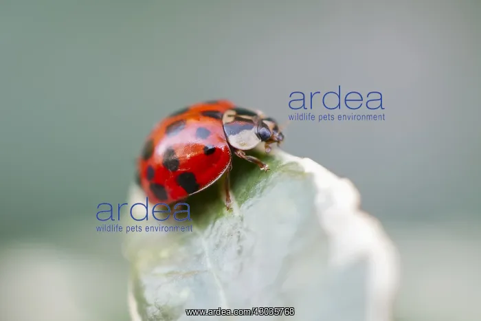 : Harlequin ladybird on Euonymus leaf, Norfolk UK : Harlequin ladybird on Euonymus leaf, Norfolk UK
