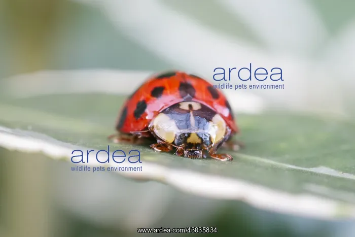 : Harlequin ladybird on Euonymus leaf, Norfolk UK : Harlequin ladybird on Euonymus leaf, Norfolk UK