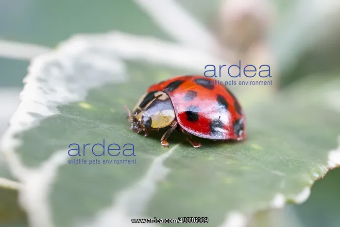 : Harlequin ladybird on Euonymus leaf, Norfolk UK : Harlequin ladybird on Euonymus leaf, Norfolk UK