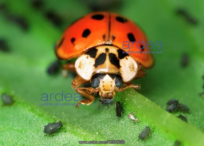 : Harlequin Ladybird - Feeding on Aphids : Harlequin Ladybird - Feeding on Aphids