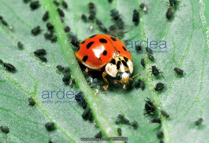 : Harlequin Ladybird - Feeding on Aphids : Harlequin Ladybird - Feeding on Aphids