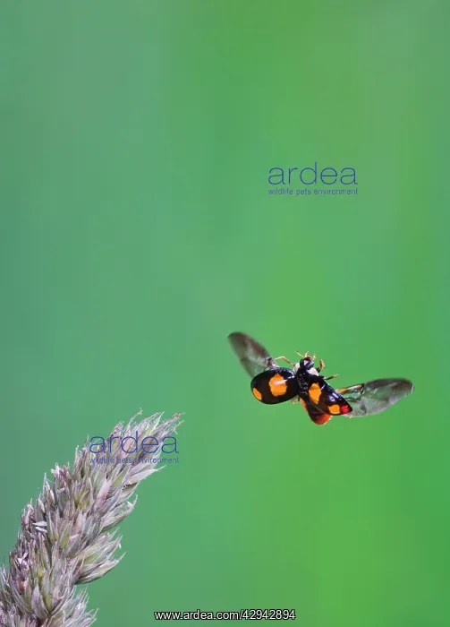 : Harlequin Ladybird - in flight : Harlequin Ladybird - in flight