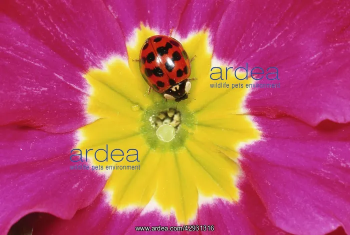 : Harlequin LADYBIRD - on flower : Harlequin LADYBIRD - on flower