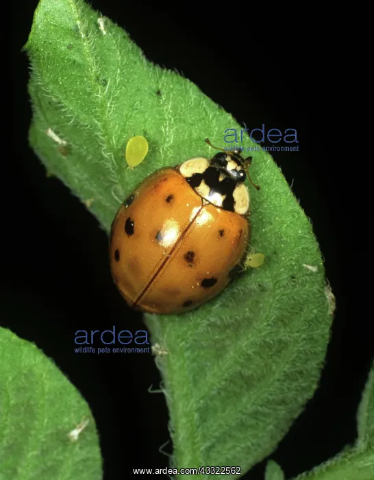 : Harlequin ladybird (Harmonia axyridis) : Harlequin ladybird (Harmonia axyridis)