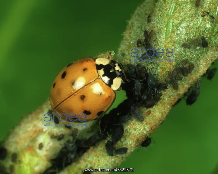  : Harlequin ladybird (Harmonia axyridis)