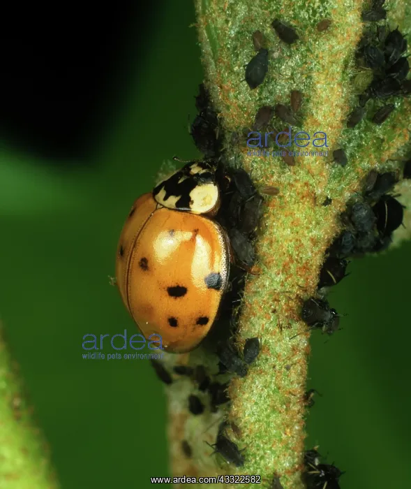  : Harlequin ladybird (Harmonia axyridis)