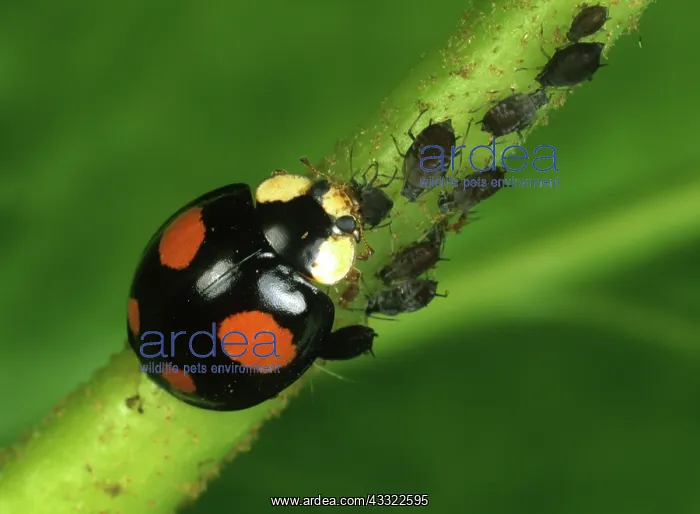 : Harlequin ladybird (Harmonia axyridis) : Harlequin ladybird (Harmonia axyridis)