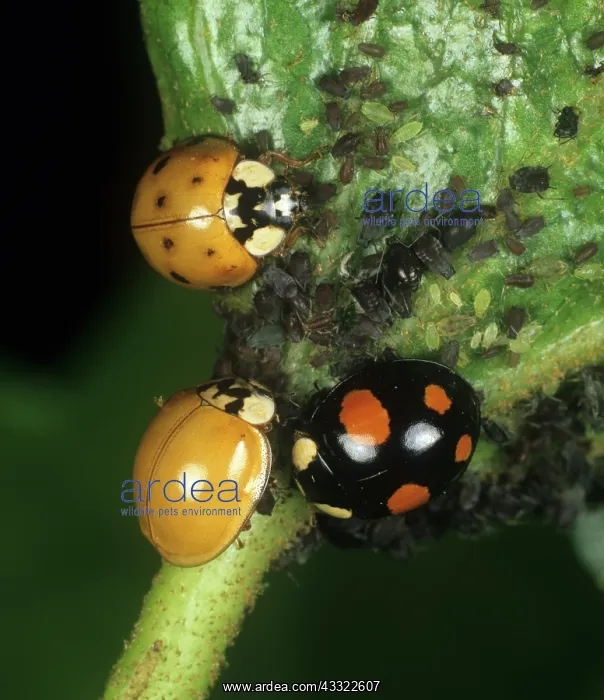: Harlequin ladybird (Harmonia axyridis) : Harlequin ladybird (Harmonia axyridis)