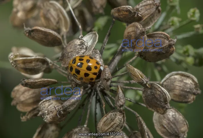 : Harlequin ladybird, Harmonia axyridis, colour form : Harlequin ladybird, Harmonia axyridis, colour form