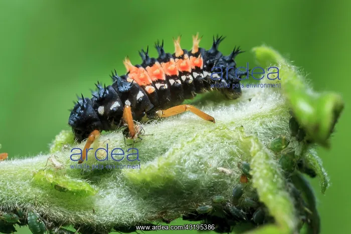 : Harlequin Ladybird (Harmonia axyridis) introduced : Harlequin Ladybird (Harmonia axyridis) introduced