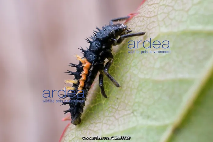  : Harlequin Ladybird larva