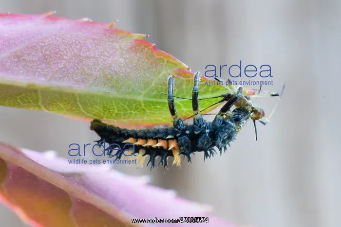 : Harlequin Ladybird larva - eating aphid : Harlequin Ladybird larva - eating aphid