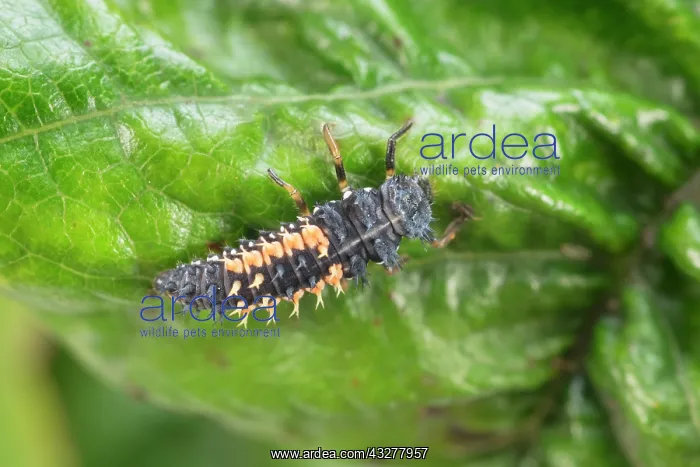 : Harlequin Ladybird larva - Norfolk UK : Harlequin Ladybird larva - Norfolk UK