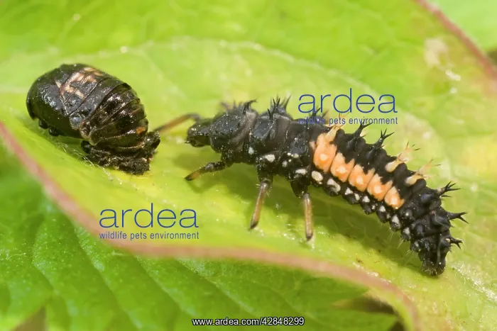: Harlequin Ladybird larva and pupa : Harlequin Ladybird larva and pupa