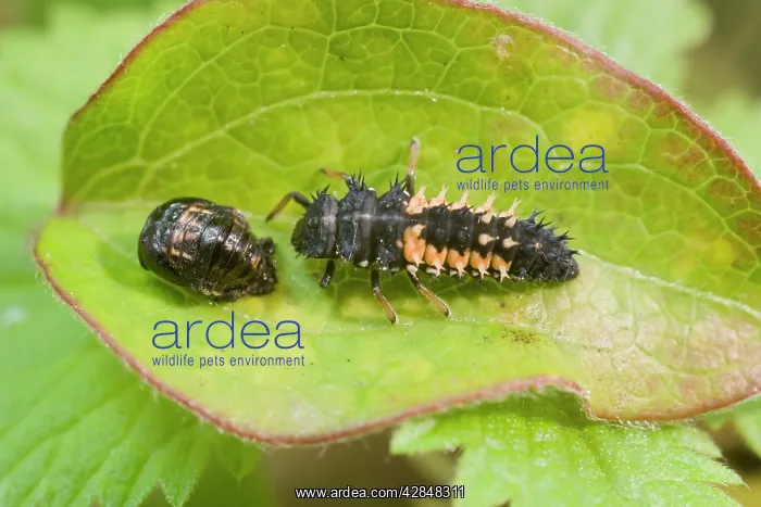  : Harlequin Ladybird larva and pupa