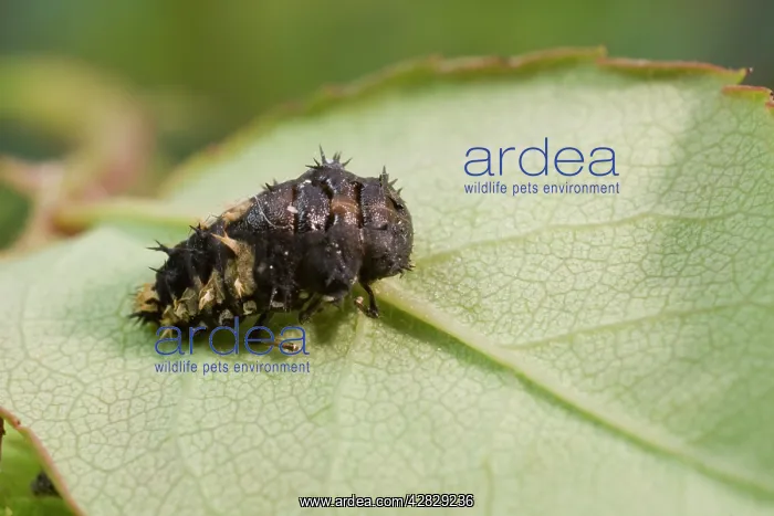: Harlequin Ladybird larva pupating : Harlequin Ladybird larva pupating