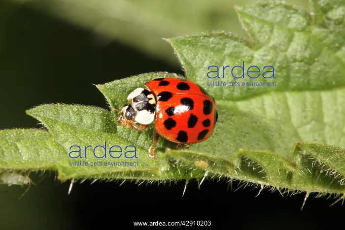 : Harlequin Ladybird - on nettle leaf : Harlequin Ladybird - on nettle leaf