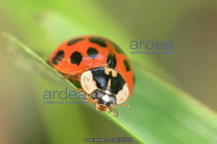 : Harlequin Ladybird - Norfolk UK : Harlequin Ladybird - Norfolk UK