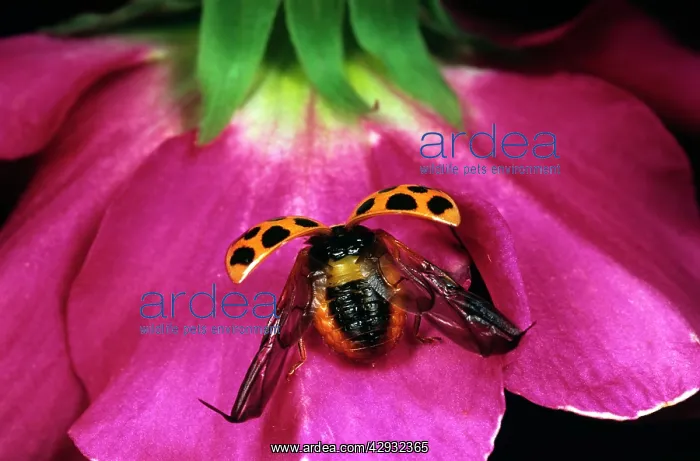 : Harlequin LADYBIRD - About to take off : Harlequin LADYBIRD - About to take off