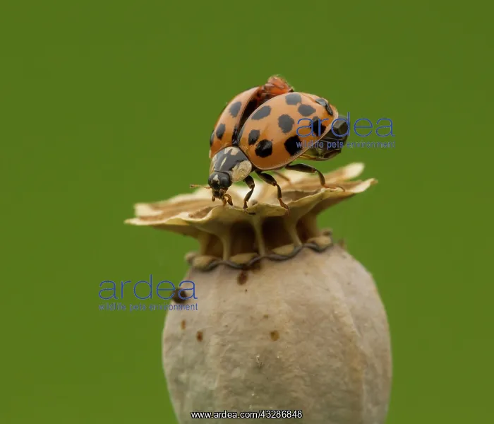  : Harlequin Ladybird - on Poppy seed head - with open