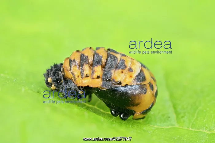: Harlequin Ladybird pupa - Norfolk UK : Harlequin Ladybird pupa - Norfolk UK