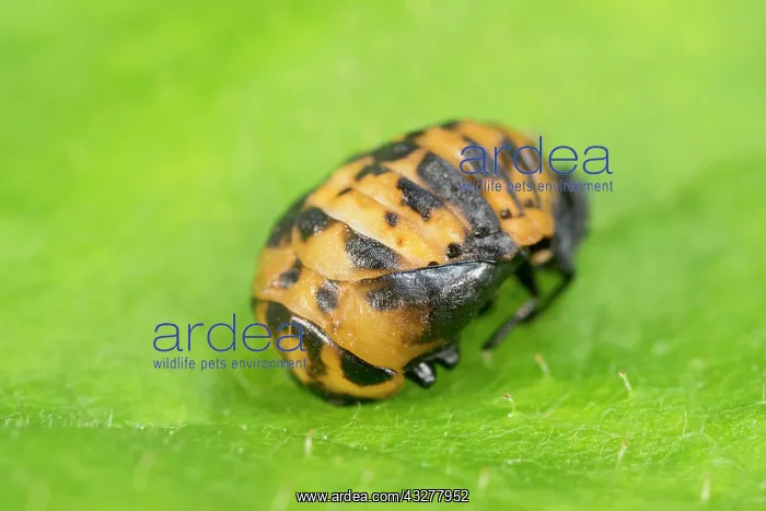 : Harlequin Ladybird pupa - Norfolk UK : Harlequin Ladybird pupa - Norfolk UK