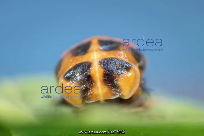 : Harlequin Ladybird pupa - Norfolk UK : Harlequin Ladybird pupa - Norfolk UK
