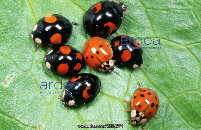 : Harlequin LADYBIRD - Range of colour morphs : Harlequin LADYBIRD - Range of colour morphs