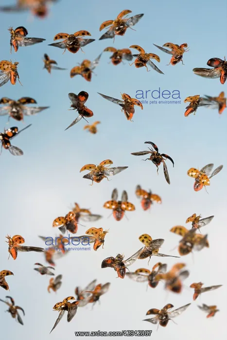 : Harlequin Ladybird - swarm in flight : Harlequin Ladybird - swarm in flight