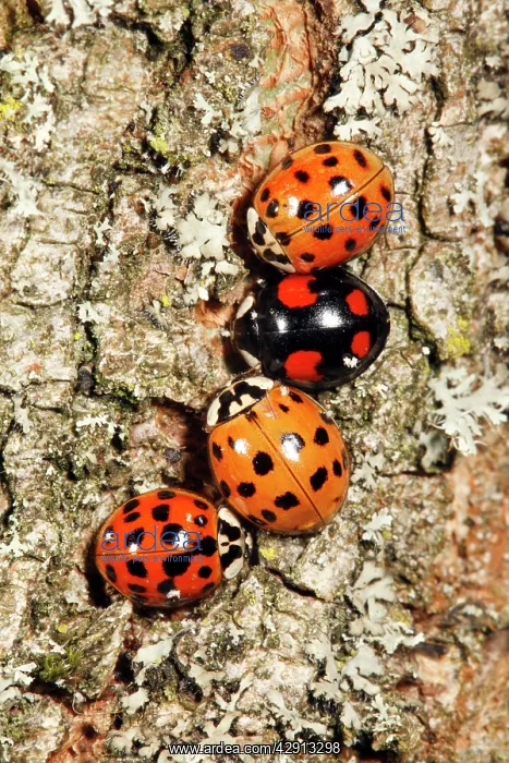 : Harlequin Ladybirds - 4 gathering in autumn on : Harlequin Ladybirds - 4 gathering in autumn on
