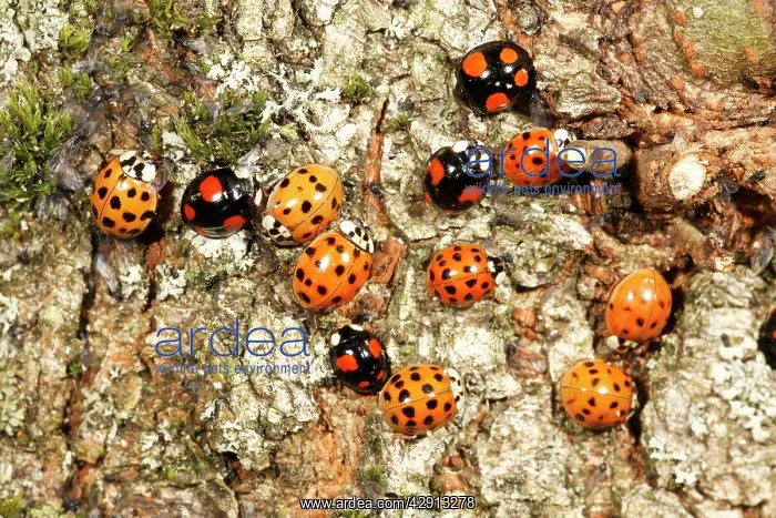: Harlequin Ladybirds - gathering in autumn on tree : Harlequin Ladybirds - gathering in autumn on tree