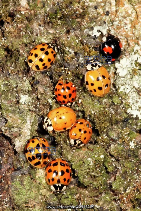 : Harlequin Ladybirds - gathering in autumn on tree : Harlequin Ladybirds - gathering in autumn on tree