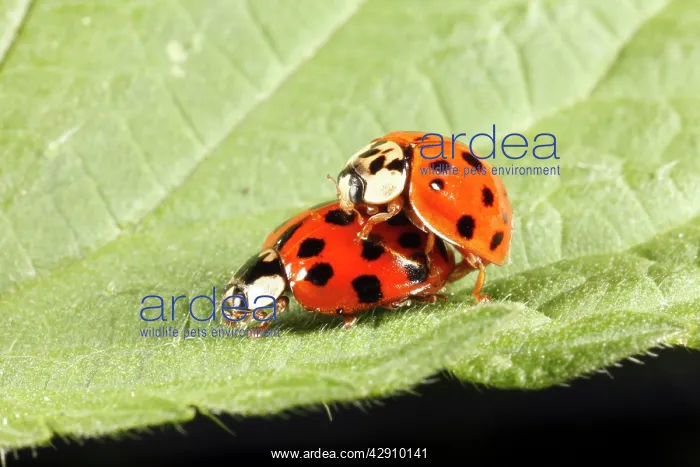 : Harlequin Ladybirds - pair mating on leaf : Harlequin Ladybirds - pair mating on leaf