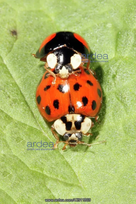 : Harlequin Ladybirds - pair mating on leaf : Harlequin Ladybirds - pair mating on leaf