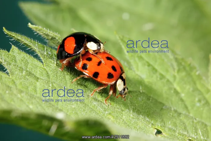 : Harlequin Ladybirds - pair mating on leaf : Harlequin Ladybirds - pair mating on leaf