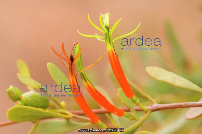 : Harlequin Mistletoe - yellow and red coloured blossoms : Harlequin Mistletoe - yellow and red coloured blossoms