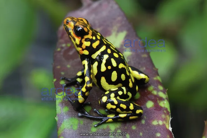 : Harlequin Poison Arrow / Dart Frog : Harlequin Poison Arrow / Dart Frog