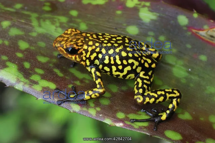 : Harlequin Poison Arrow / Dart Frog : Harlequin Poison Arrow / Dart Frog