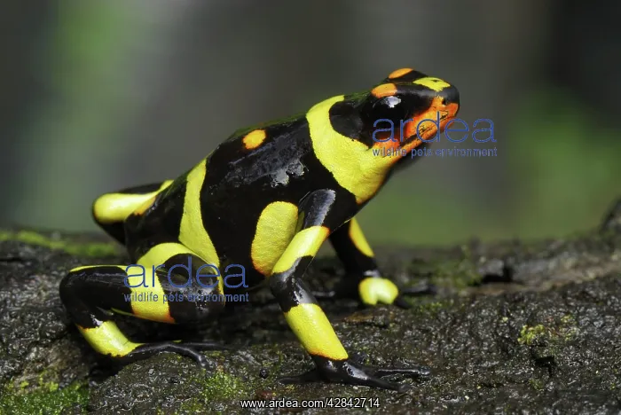 : Harlequin Poison Arrow / Dart Frog : Harlequin Poison Arrow / Dart Frog