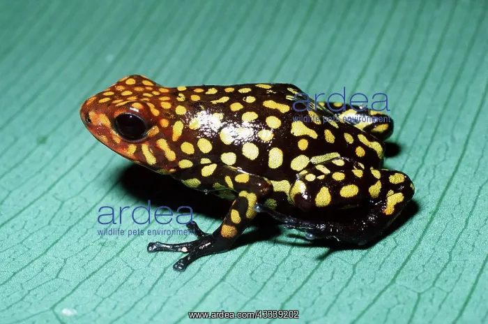 : Harlequin POISON ARROW / DART FROG : Harlequin POISON ARROW / DART FROG