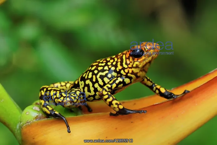  : Harlequin Poison Arrow  /  Dart Frog - on Heliconia