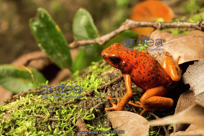 : Harlequin Poison frog (Oophaga sylvatica), Choce : Harlequin Poison frog (Oophaga sylvatica), Choce