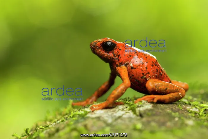 : Harlequin Poison frog (Oophaga sylvatica), Choce : Harlequin Poison frog (Oophaga sylvatica), Choce