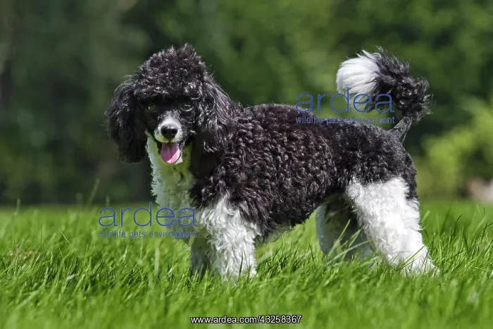 : Harlequin poodle (Canis lupus familiaris) in garden : Harlequin poodle (Canis lupus familiaris) in garden