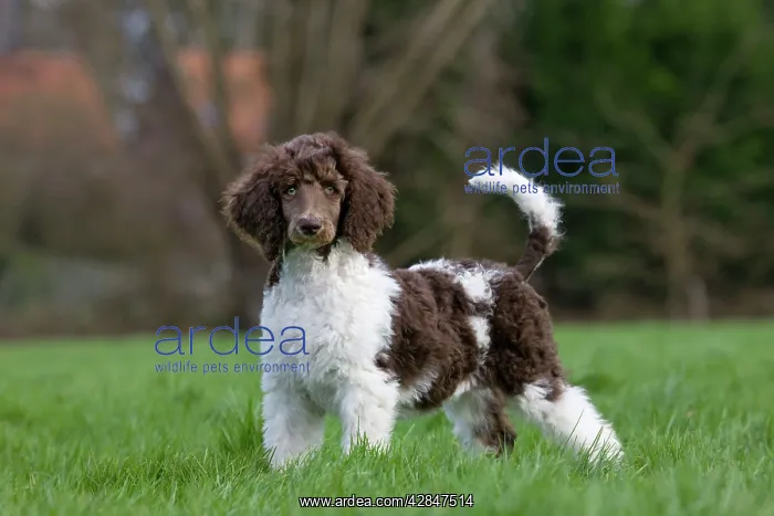: Harlequin Poodle puppy in garden : Harlequin Poodle puppy in garden