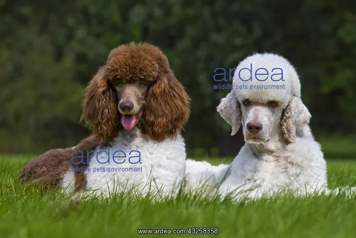 : Harlequin poodles (Canis lupus familiaris) in garden : Harlequin poodles (Canis lupus familiaris) in garden