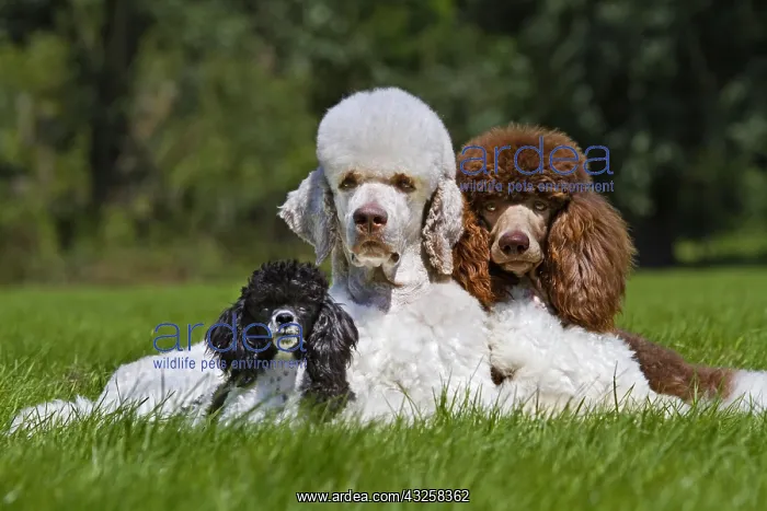: Harlequin poodles (Canis lupus familiaris) in garden : Harlequin poodles (Canis lupus familiaris) in garden